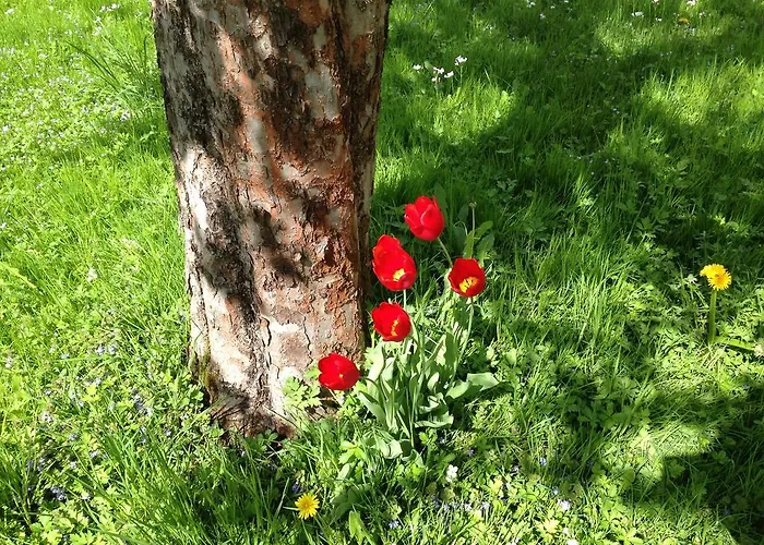 Stadlmann * 巴德伊舍